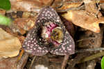 Largeflower heartleaf